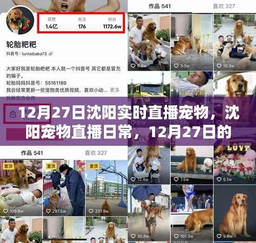 沈阳宠物直播日常,温馨陪伴时刻(12月27日)