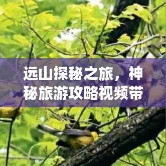 轻飞曼舞