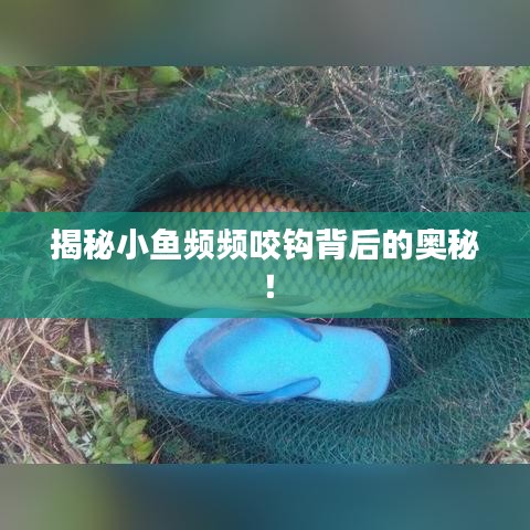 揭秘小鱼频频咬钩背后的奥秘！
